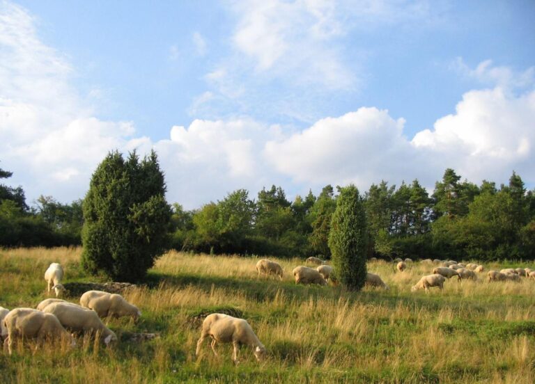 260320_Juradistl-Lamm Oster