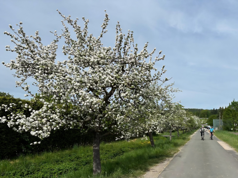 Streuobstbäume_(c) Reinhold Kumeth