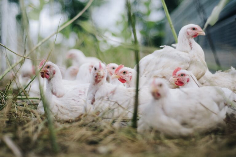 bohdanchreptak-chickens-4474176